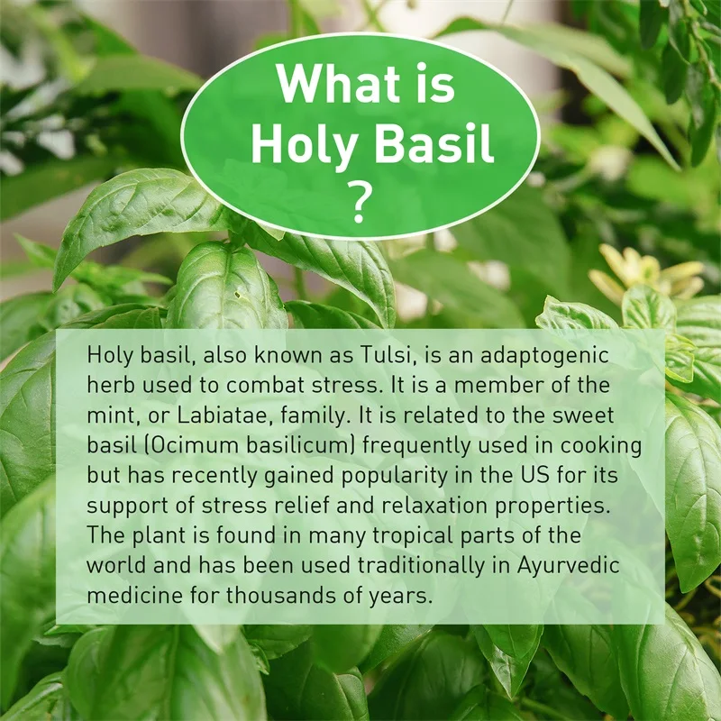 Capsule di basilico sacro: mig - Tulsi Holy Basil recensione e prezzo
